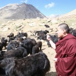 Blessing the yaks